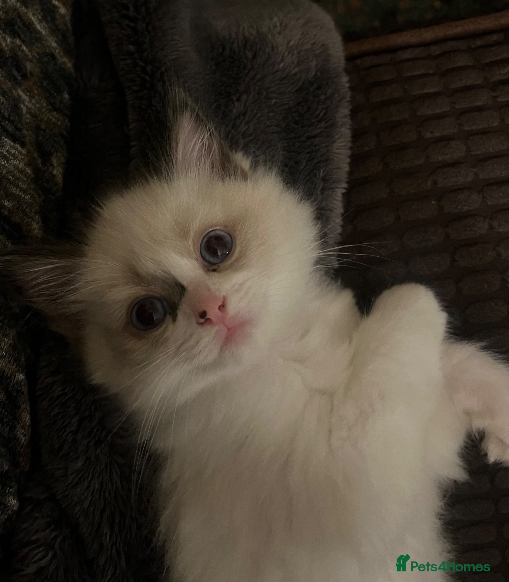 Ragdoll cats Beautiful baby girl ragdoll  - Advert 1