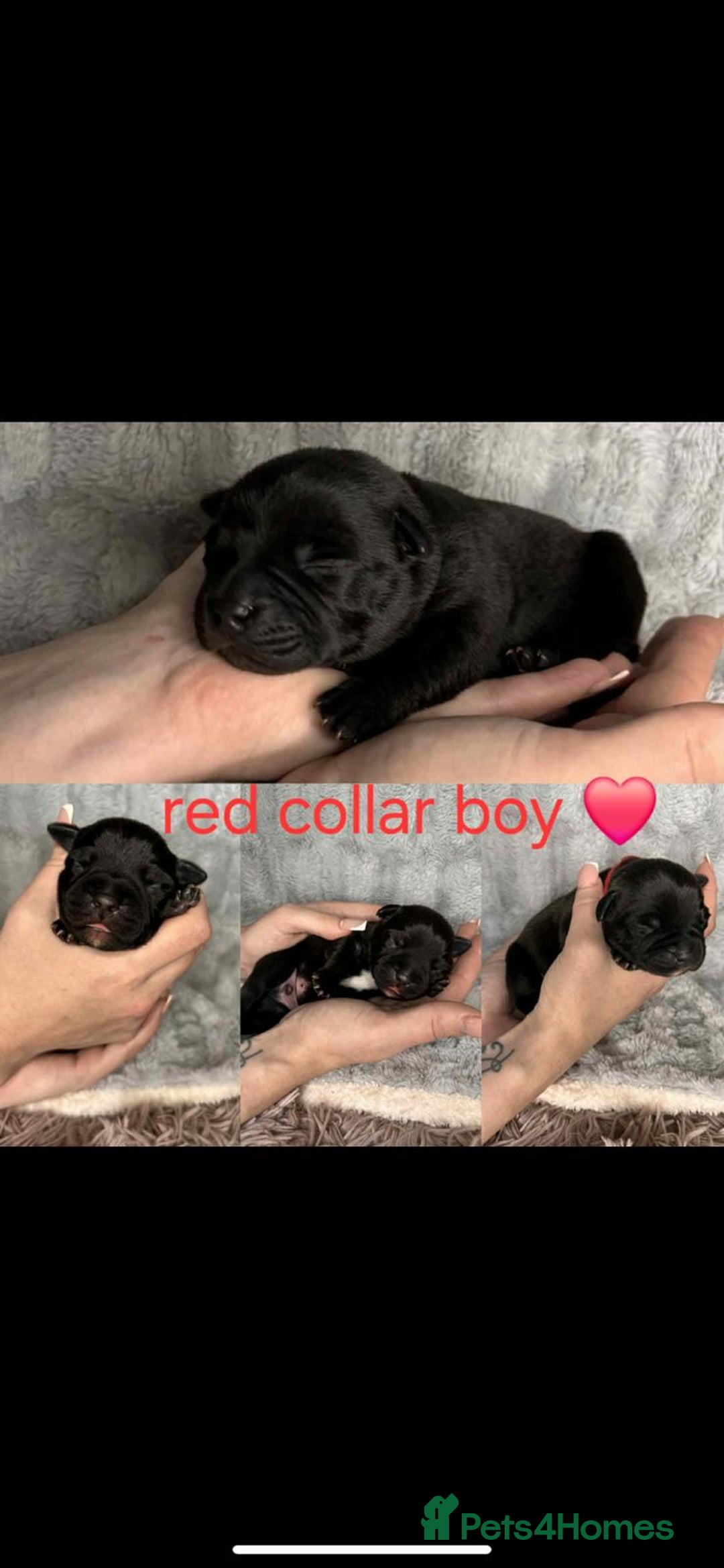 Staffordshire Bull Terrier dogs for sale: blue / black staffordshire bull terrier KC Pups - Advert 4