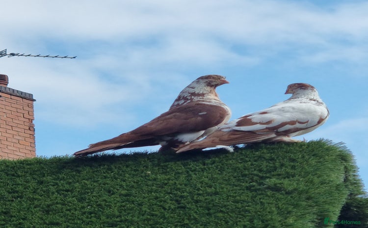 Doves birds - Advert 1