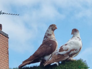 Doves birds - Advert 8