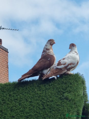 Doves birds - Advert 3
