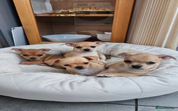 Chihuahua dogs for sale: Chihuahua puppies available  - Image 8