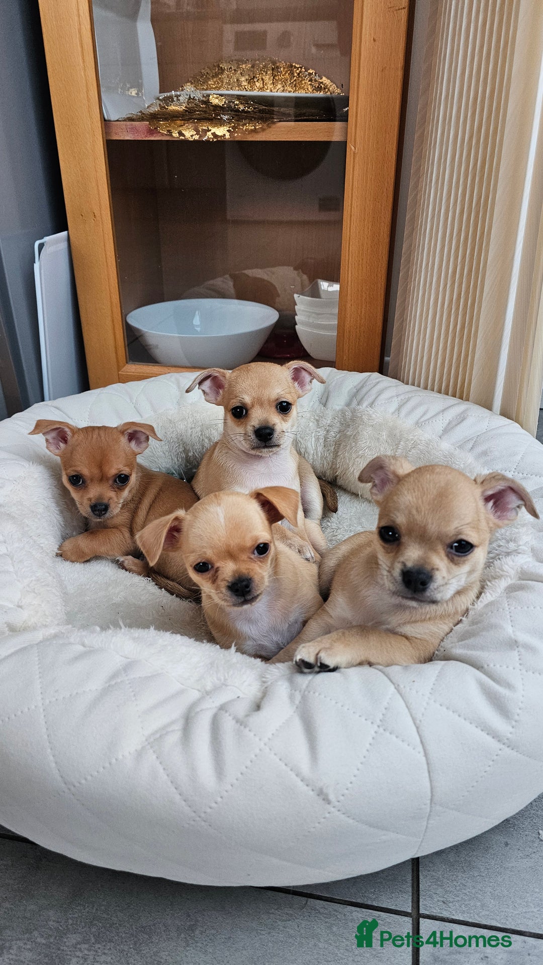 Chihuahua dogs for sale: Chihuahua puppies available  - Image 8