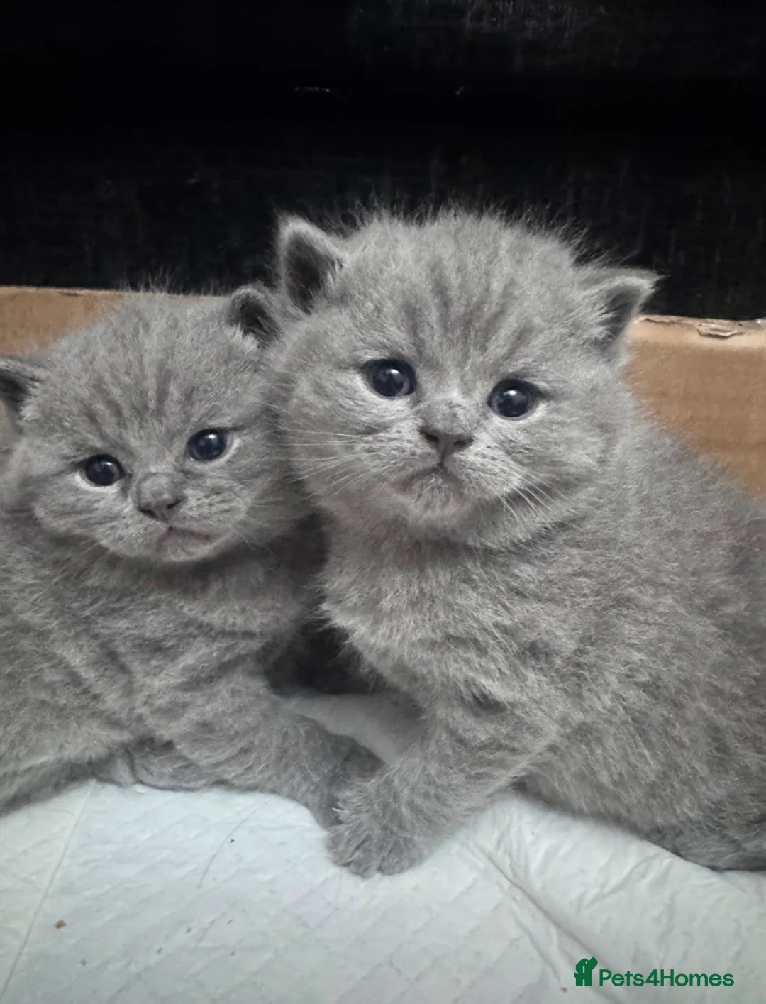 British Shorthair cats for sale: British shorthair  - Advert 2