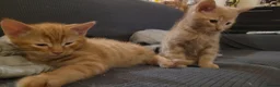 Mixed Breed cats for sale: Five Gorgeous Kittens Available! - Advert 36