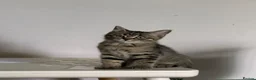 Mixed Breed cats for sale:     Beautiful Tabby Boy Kitten - Advert 4