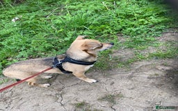 Chihuahua dogs for sale: Leila - Image 8
