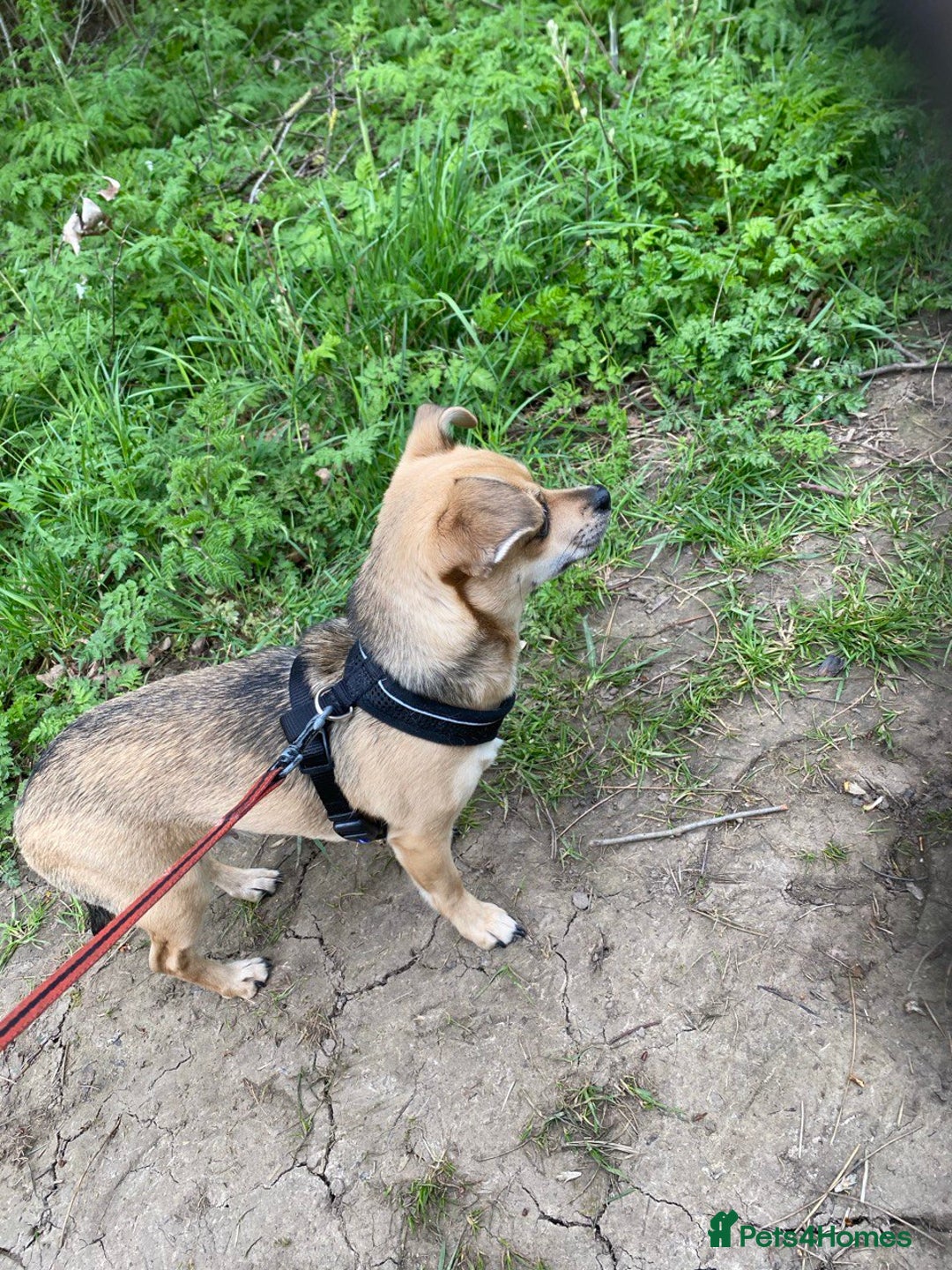 Chihuahua dogs for sale: Leila - Image 8