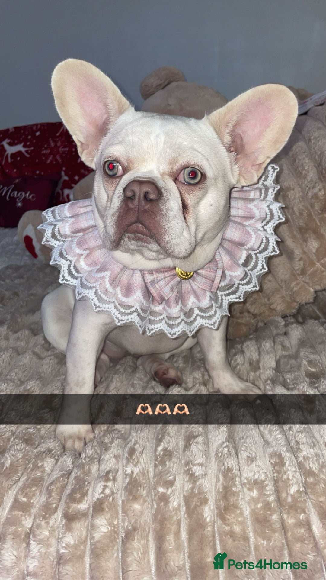 French Bulldog dogs for sale: Frenchbulldog - Advert 3