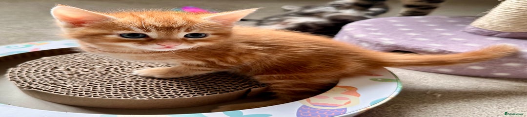 Mixed Breed Kitten 3