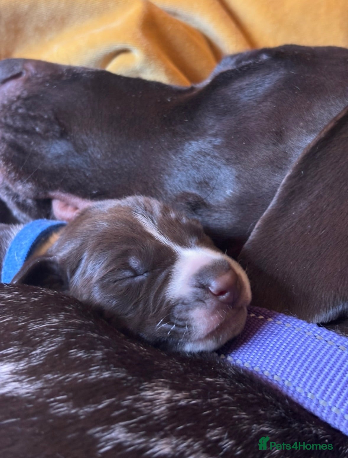 German Shorthaired Pointer dogs Beautiful GSP pups!Confident, lovingly socialised  - Advert 1