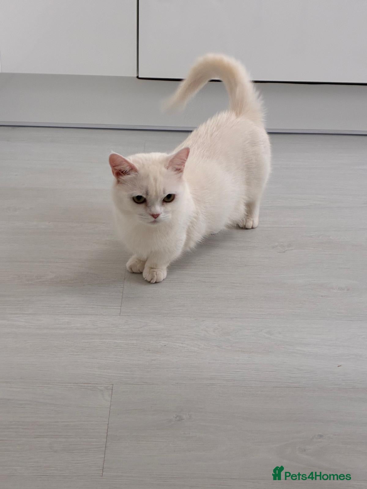 Munchkin cats Munchkin female  - Advert 22