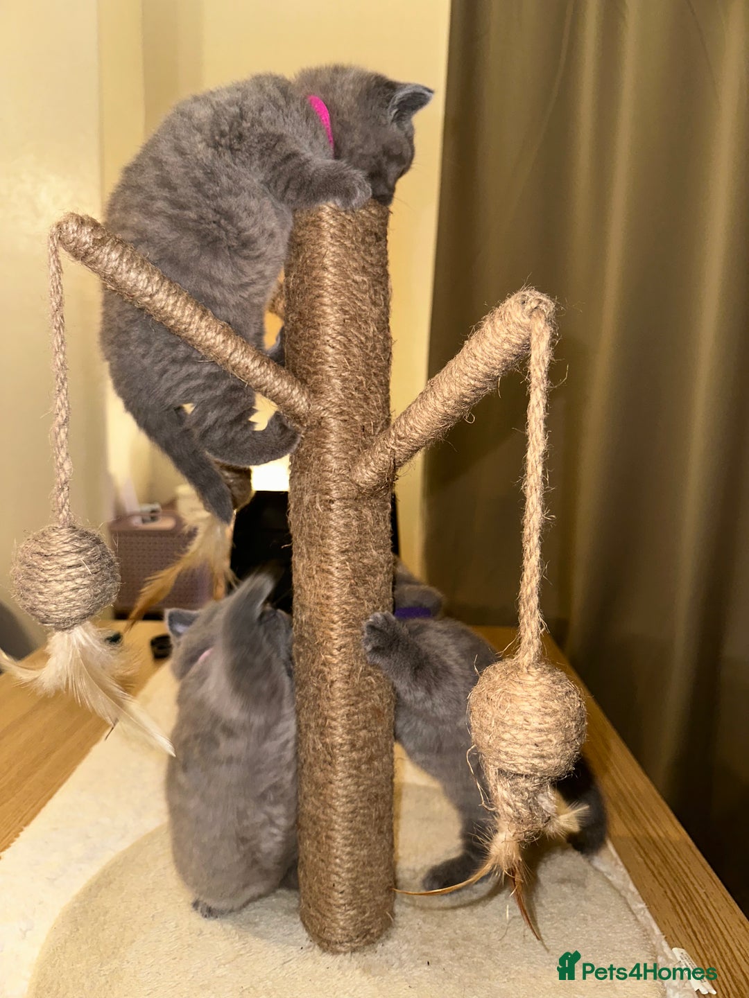 British Shorthair cats for sale: British Shorthair kittens Lilac/Blue 3 Girls 1 Boy - Image 26
