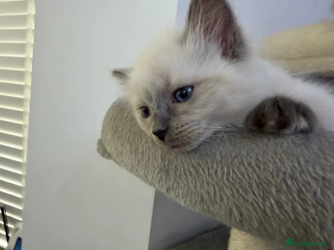 Ragdoll cats for sale: Adorable and friendly Ragdoll Kittens - Advert 15