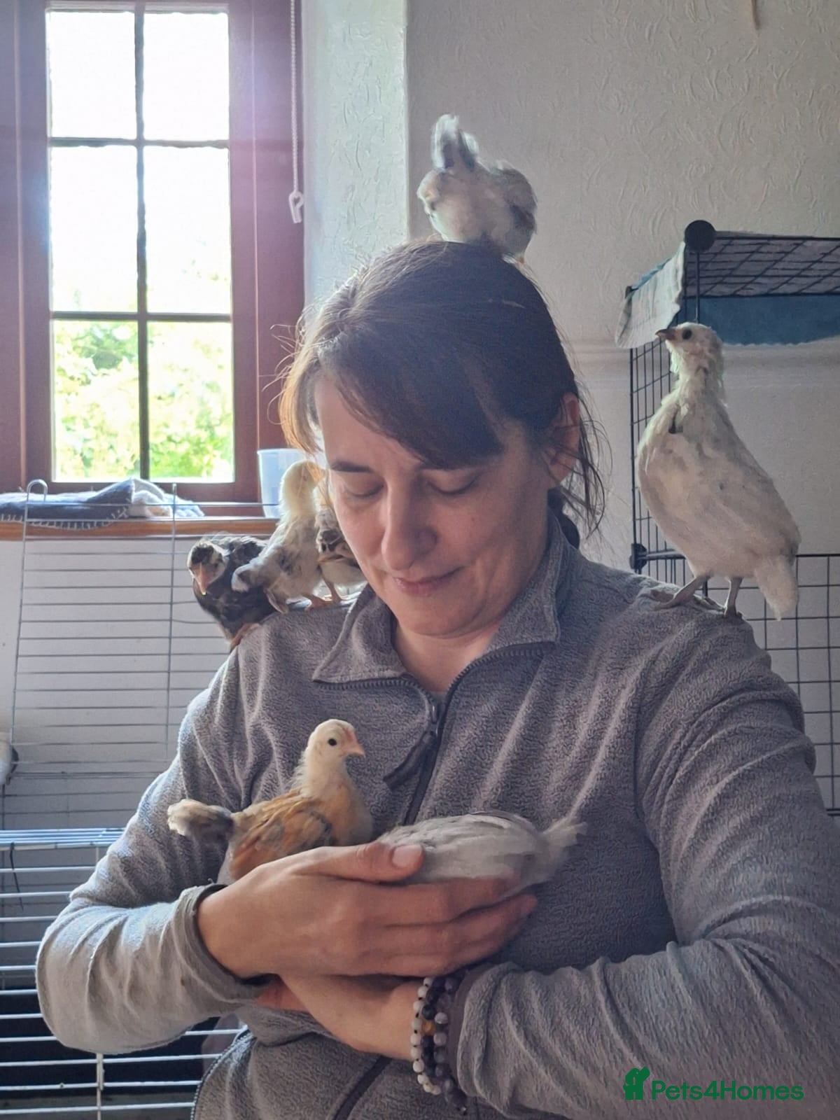 Chickens poultry Indoor Companion Chickens – Hand Tamed & Friendly - Advert 14