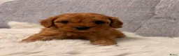 Cavapoo dogs for sale: F1 cavapoo puppies  - Advert 13