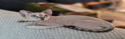 Devon Rex cats for sale: READY NOW Super loving Devon Rex - Advert 4