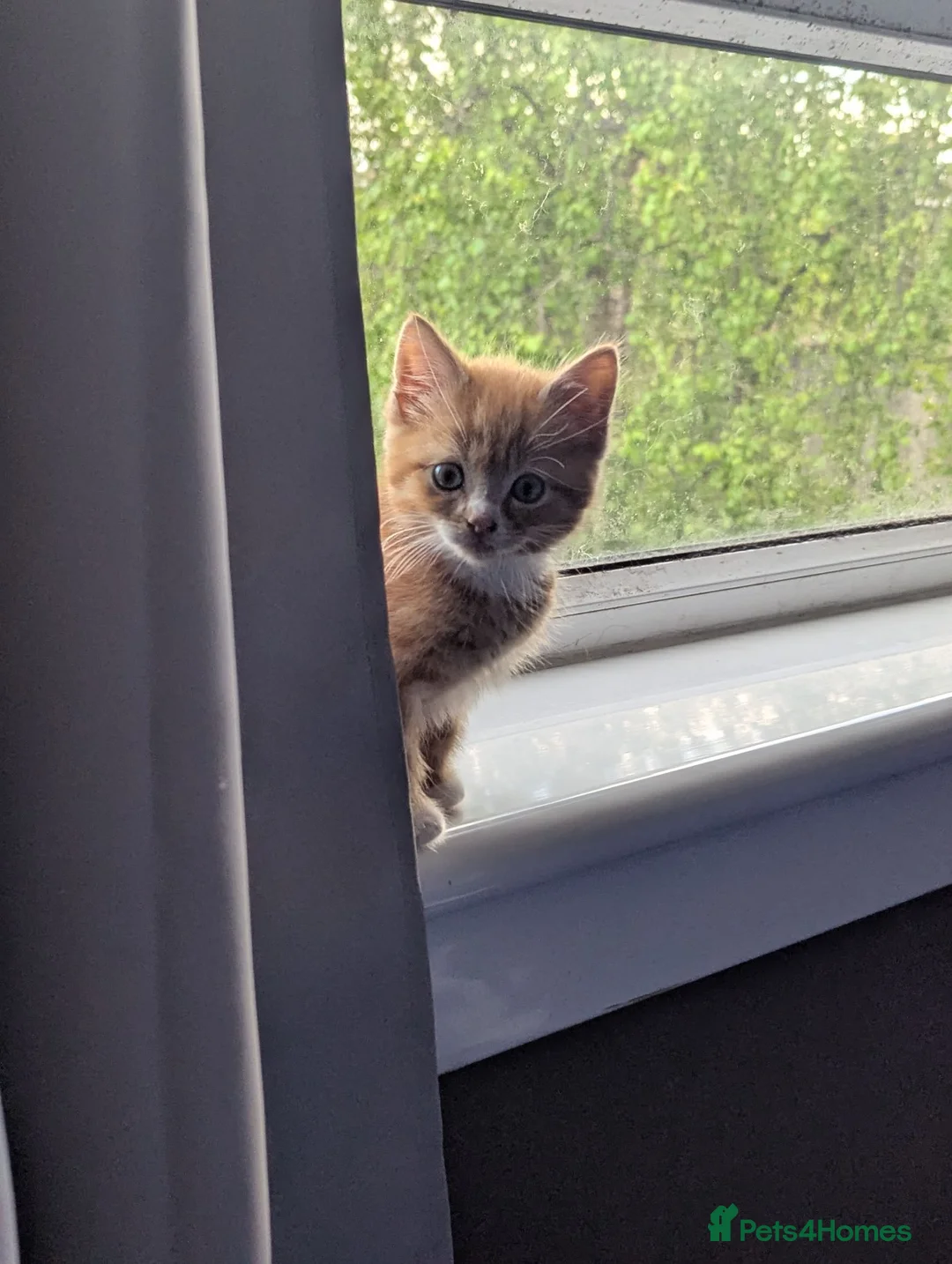 Mixed Breed cats for sale: Our ginger looking for a loving home 🏡 - Advert 2