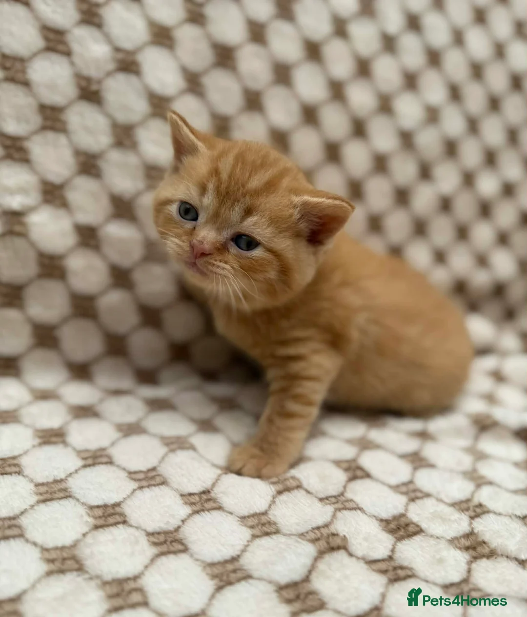 British Shorthair cats for sale: british shorthair kittens - Advert 1