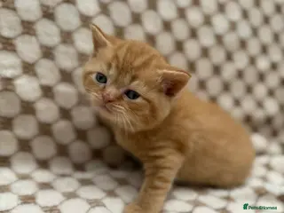 British Shorthair cats for sale: british shorthair kittens - Advert 1
