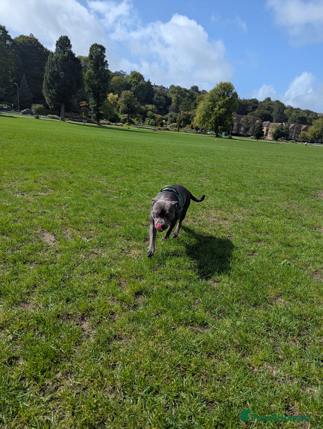Staffordshire Bull Terrier dogs for sale: Blue female staff for sale  - Image 14