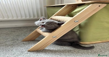 Scottish Fold cats - Advert 3