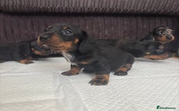 Miniature Dachshund dogs for sale: *REDUCED* 2 stunning female pups left - Image 13