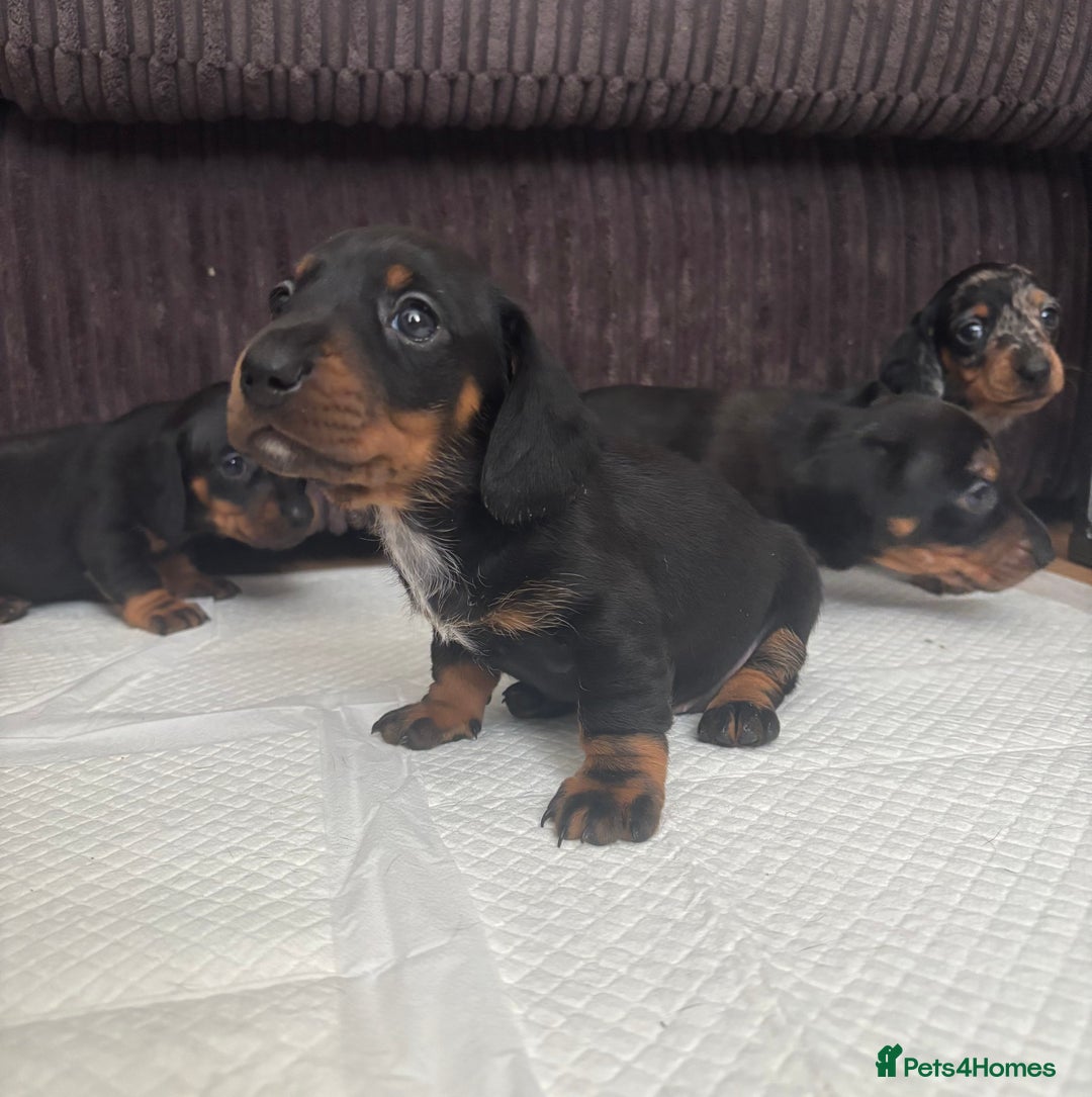 Miniature Dachshund dogs for sale: *REDUCED* 2 stunning female pups left - Image 13