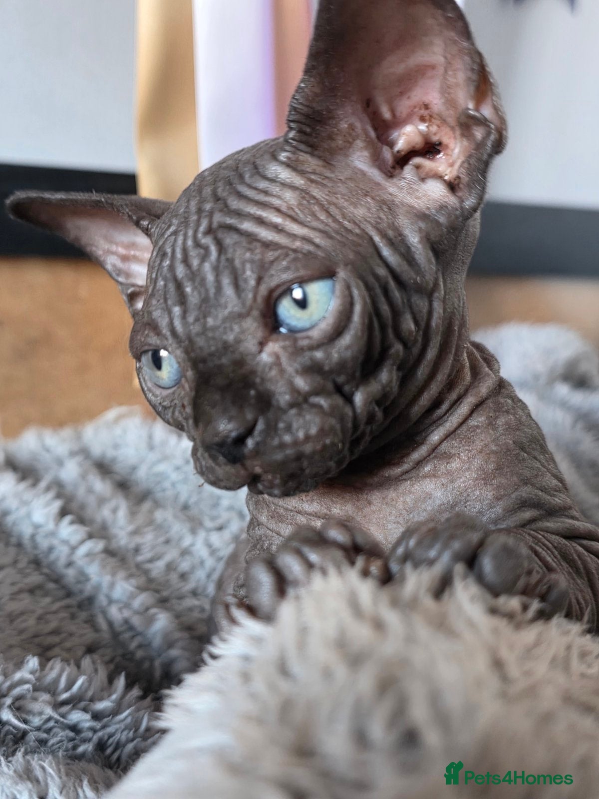 Sphynx cats FIFe registered Black stunning kittens - Advert 3