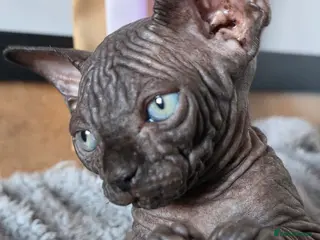 Sphynx cats FIFe registered Black stunning kittens - Advert 3