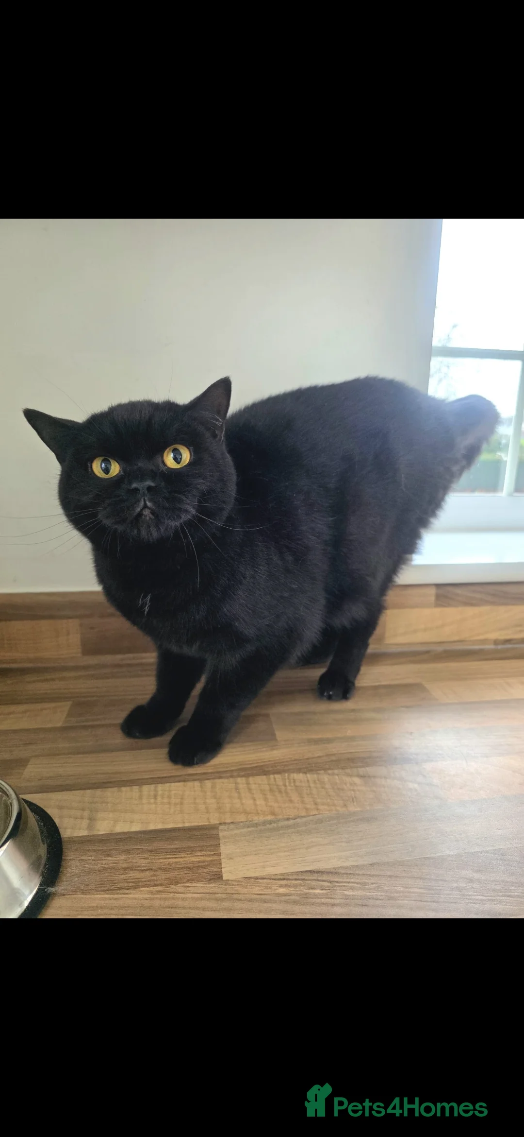 British Shorthair cats for sale: Female 1 year old needs loving new home - Advert 3