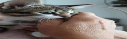 Mixed Breed cats for sale: Kitten in Poole - Advert 4