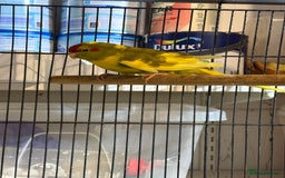 Parakeets birds for sale: Kakarikis For sale  - Advert 4