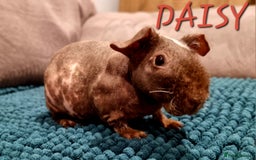 Guinea Pig rodents for sale: 3 Skinny/Werewolf Girls - Image 7