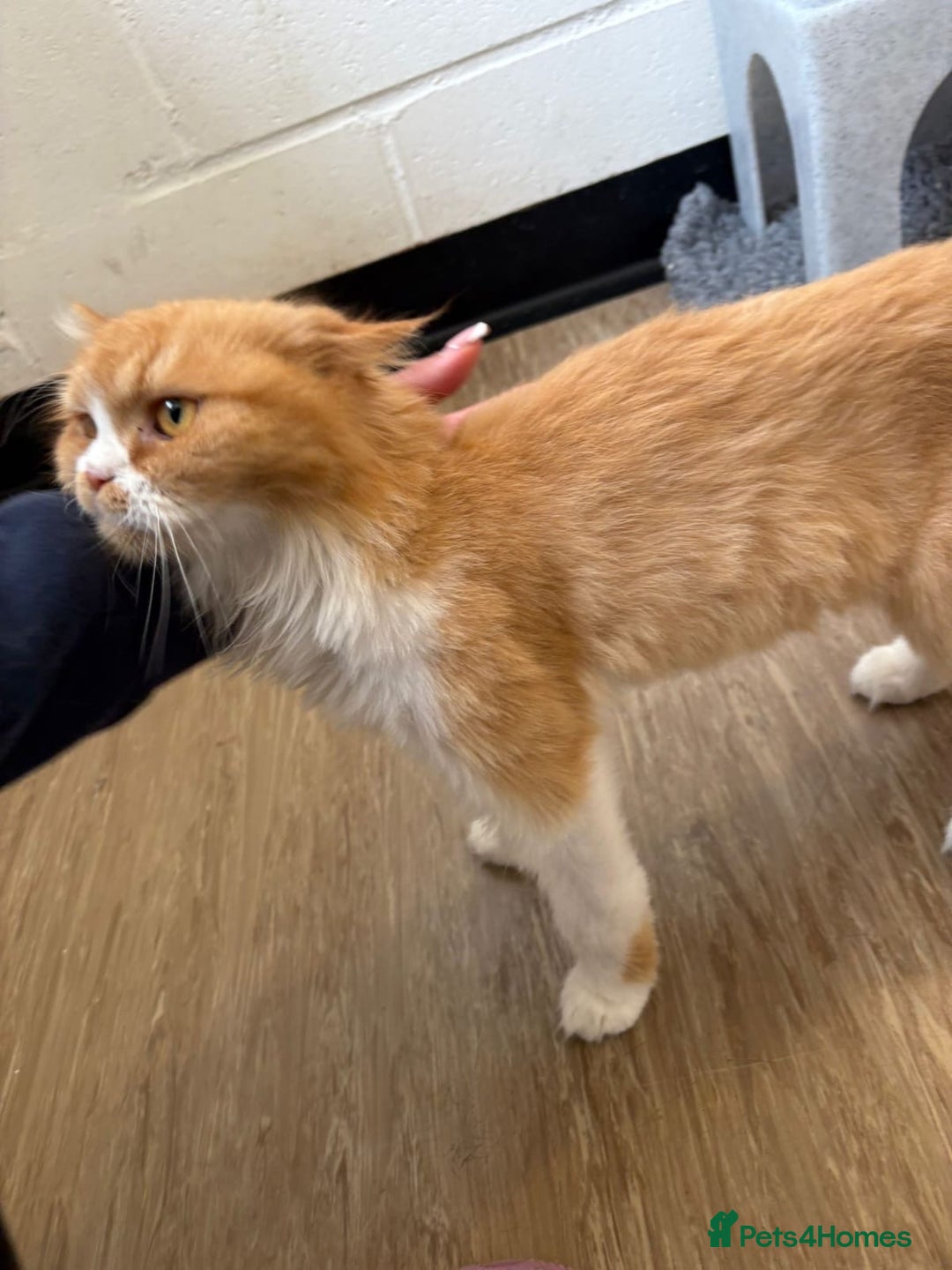 Mixed Breed cats for adoption: Yara  - Image 2