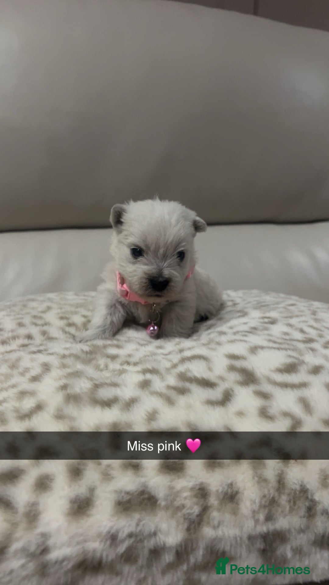 West Highland Terrier dogs for sale: Kc registered west highland white puppies.  - Advert 8