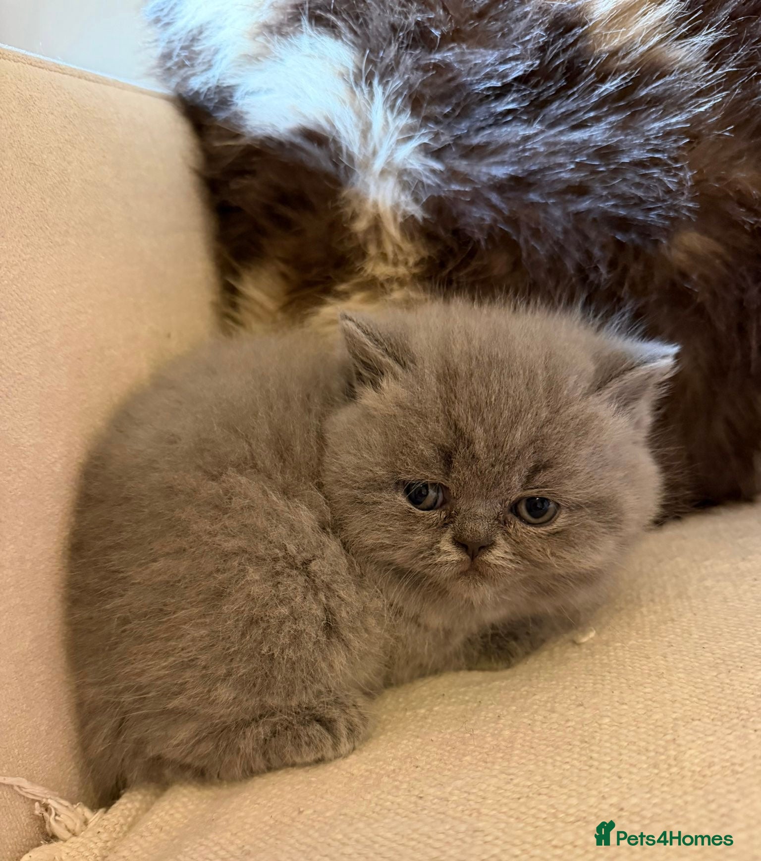 British Shorthair cats  GEORGEOUS BRITISH SHORTHAIR BLUE KITTENS - Advert 13