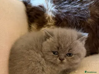 British Shorthair cats GEORGEOUS BRITISH SHORTHAIR BLUE KITTENS - Advert 13