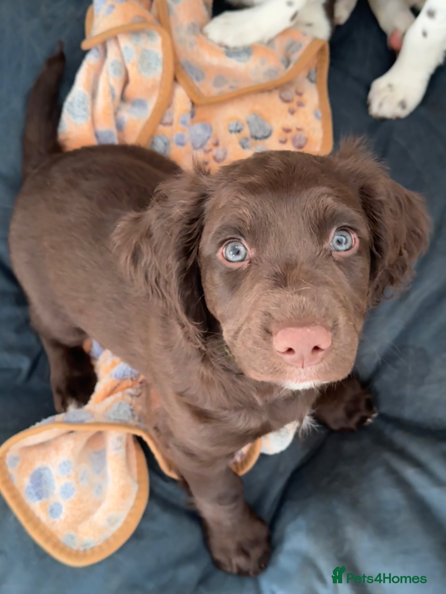 Sprocker dogs Stunning sprocker spaniels *Ready to leave now!  - Advert 1