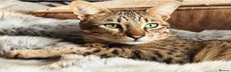 Savannah cats for sale: Loki F6 Savannah - Advert 1