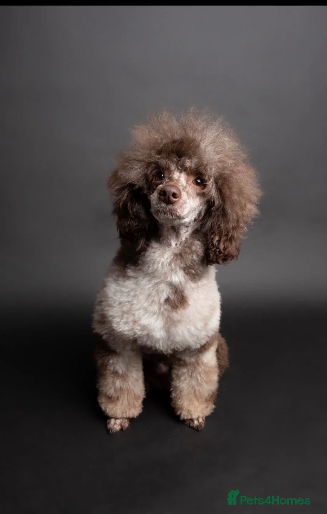 Toy Poodle dogs for stud: EXTENSIVELY HEALTH TESTED BROWN MERLE POODLE STUD in Hoddesdon - Advert 4