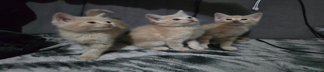 Mixed Breed Kitten 3