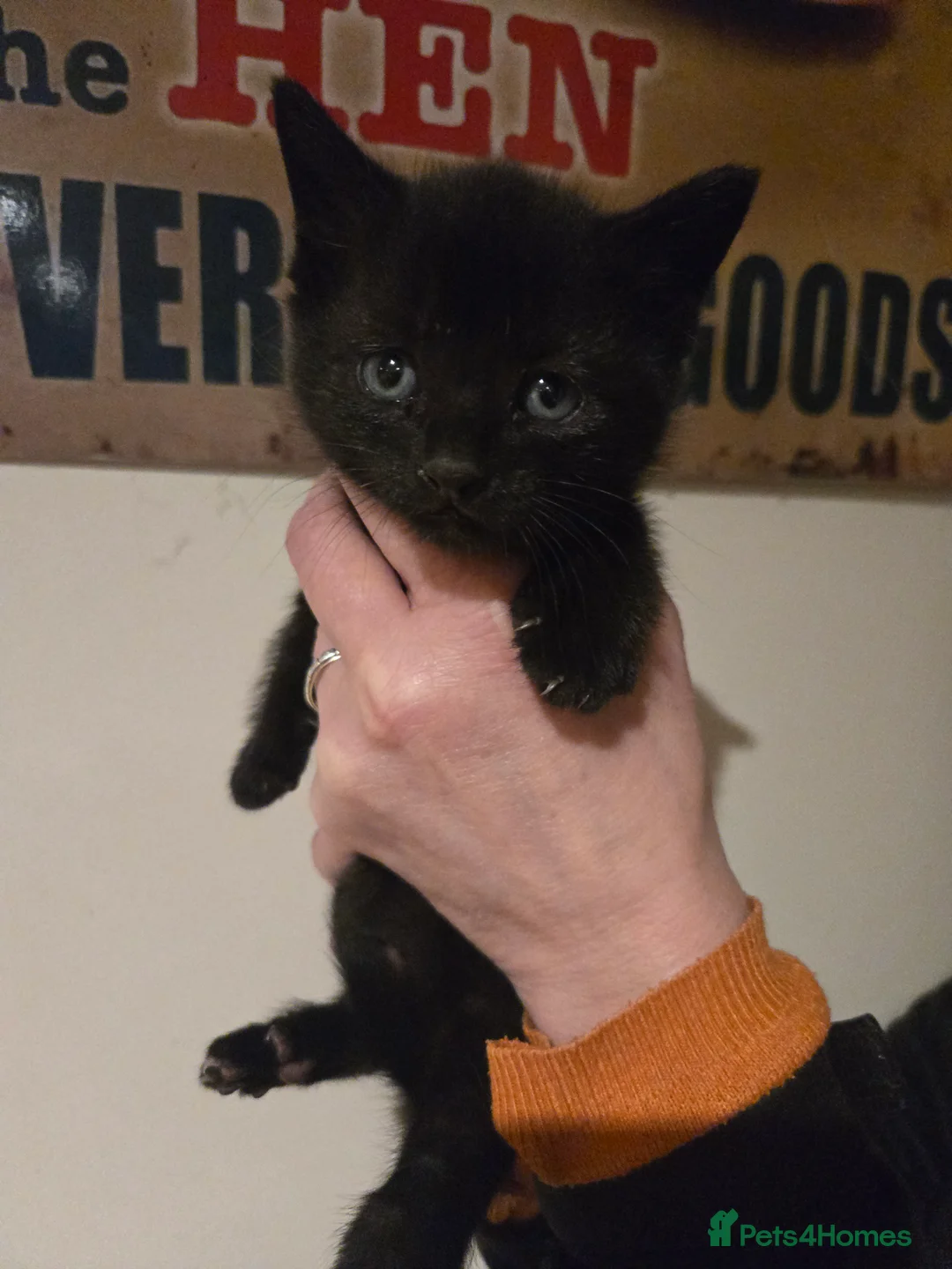 Mixed Breed cats for sale: Gorgeous black kittens house reared. - Advert 19