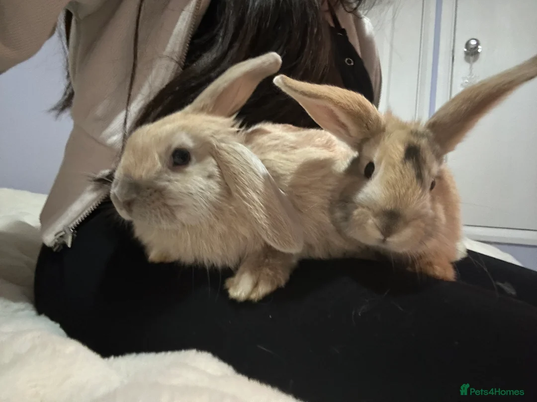 Mixed Breed rabbits for sale: Baby bunnies ready now  - Advert 1