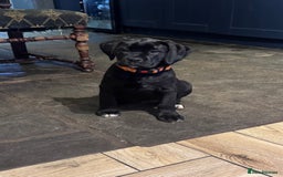 Mixed Breed dogs for sale: Boxador puppies for sale  - Image 2