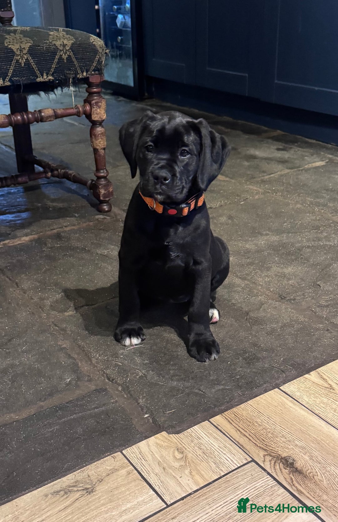 Mixed Breed dogs for sale: Boxador puppies for sale  - Image 2