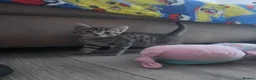 Mixed Breed cats for sale: Beautiful kittens  - Advert 11