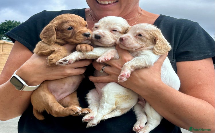 Cocker Spaniel dogs - Advert 7