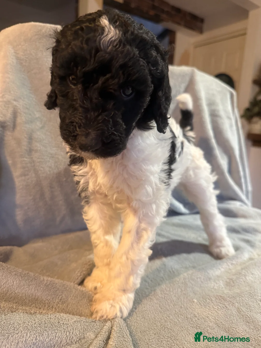 Standard Poodle dogs for sale: Standard poodle puppies  - Advert 16