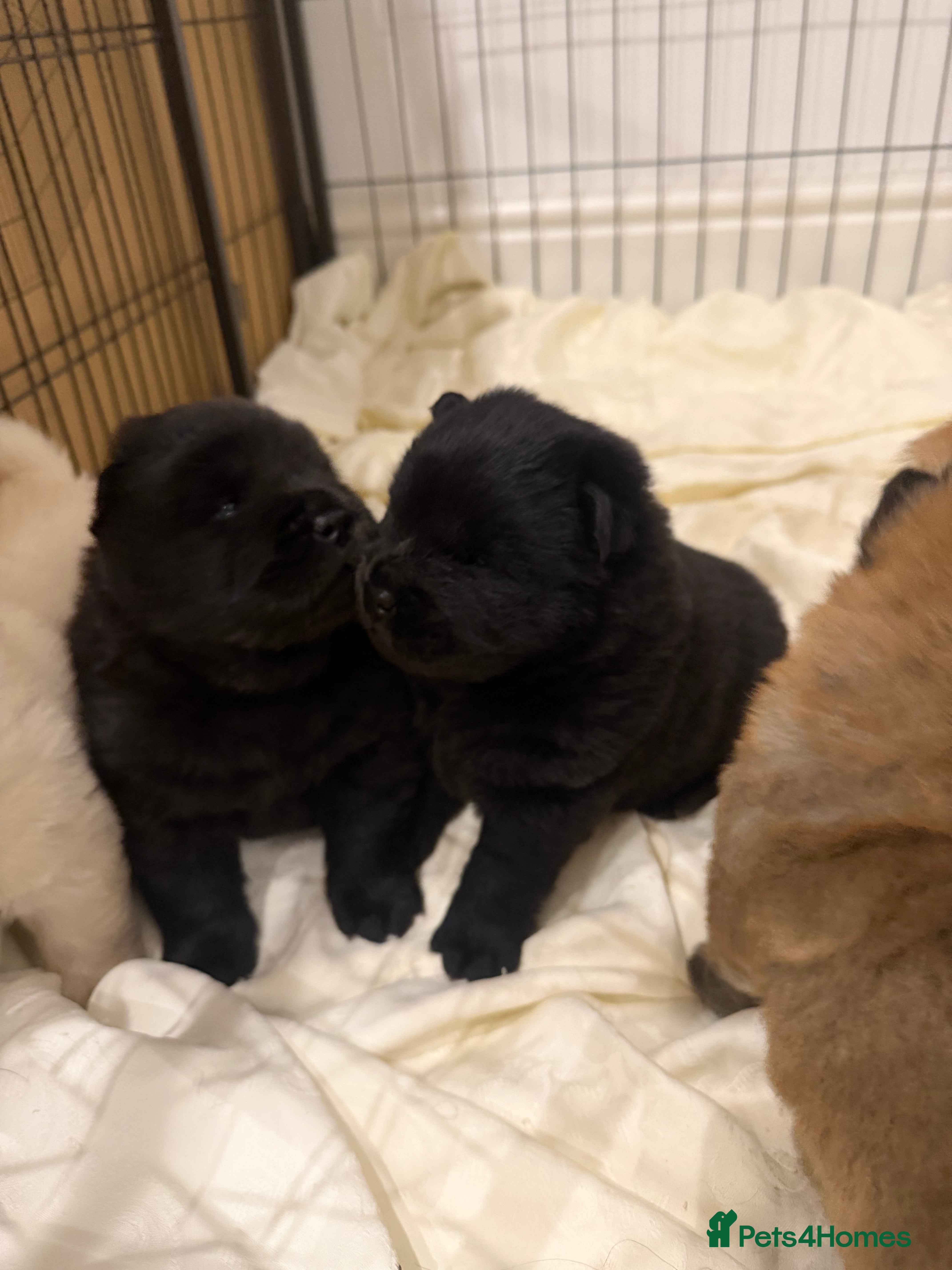 Chow Chow dogs for sale: Chow chow puppy - Advert 2